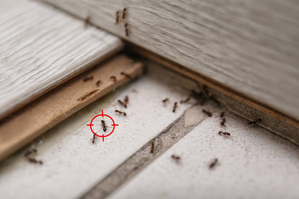 Best Wasp Removal Services  in Mexico Beach, FL