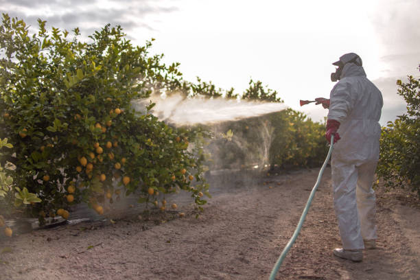 Best Pest Removal Services  in Mexico Beach, FL