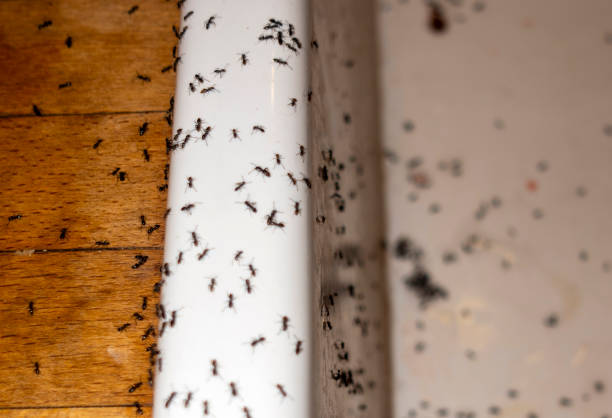 Best Mosquito Control Services  in Mexico Beach, FL
