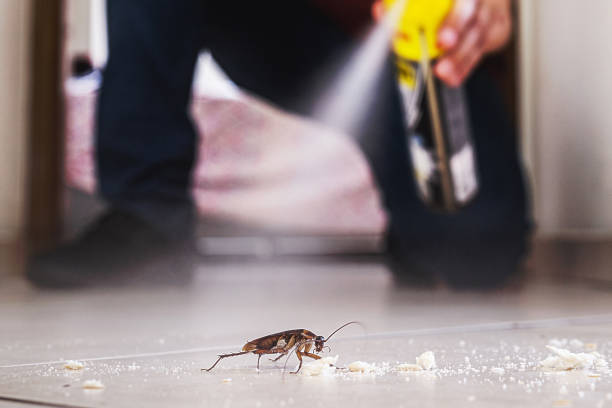Best Pest Control Near Me  in Mexico Beach, FL