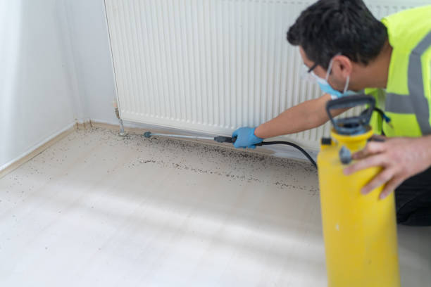 Best Termite Control Services  in Mexico Beach, FL