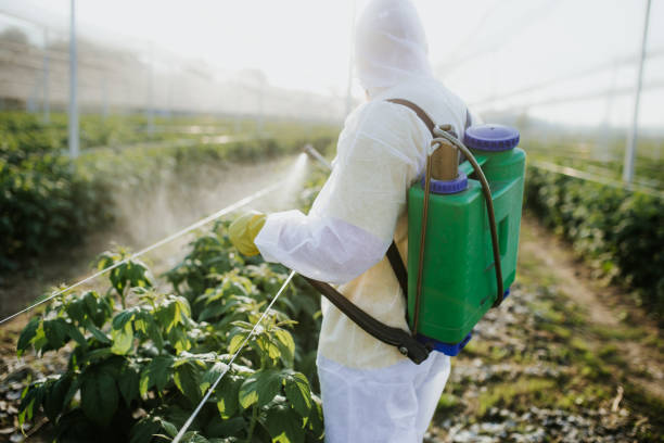 Best Affordable Pest Control Services  in Mexico Beach, FL